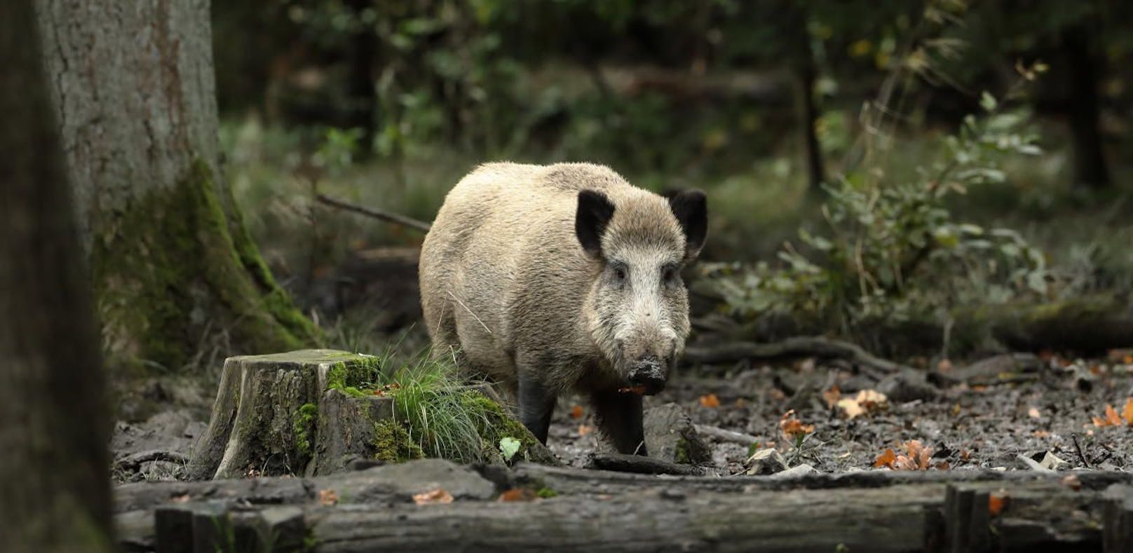 12 Wildschweine wurden in den Wäldern im Linzer Stadtgebiet geschossen. 