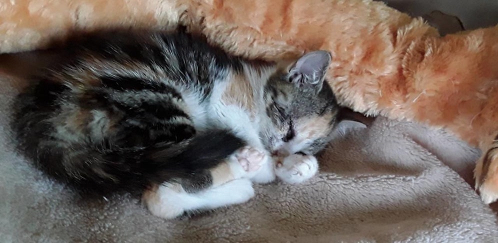 Dem Kätzchen geht es langsam besser.