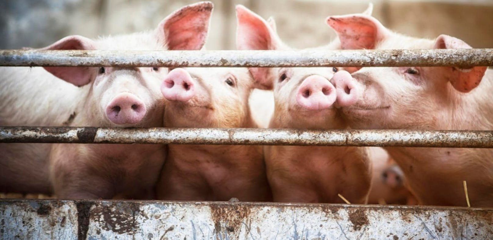China kauft um 160.000 Euro Schweine-Sperma