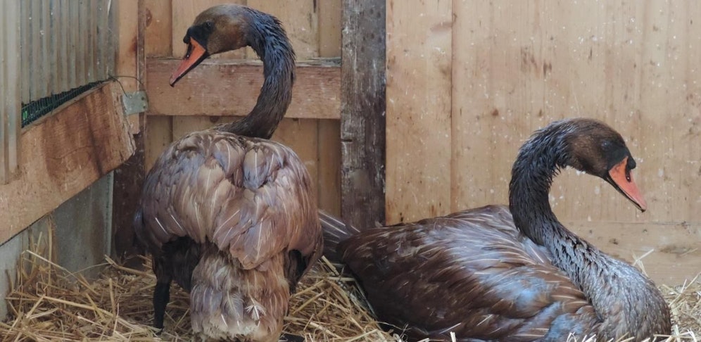 Unfreiwillig schwarz! Die Schwäne konnten gerettet werden, ihr Gefieder muss nun langsam vom Öl befreit werden.