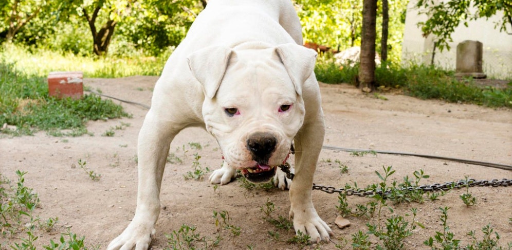 Eine Ehepaar wurde von den beiden Hunden seines Sohnes angegriffen. 