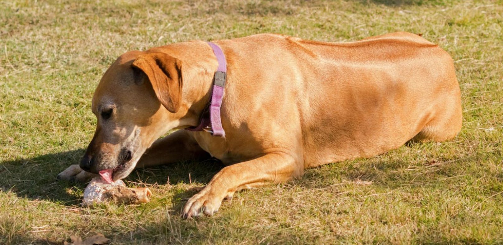 In Braunau wurden zwei Hunde vergiftet. Sie fraßen Köder die sie auf der Straße fanden. 