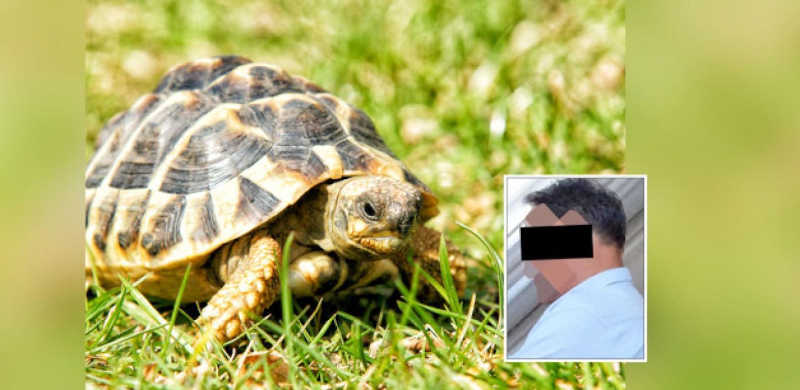 Angeklagter handelte mit verschiedenen Schildkröten
