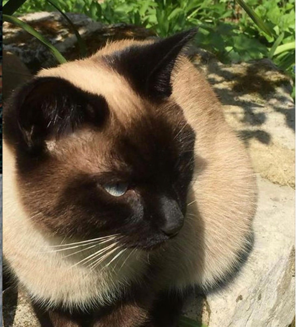 Die Besitzerin sucht verzweifelt nach ihrem Siam-Kater "Regenbogen".