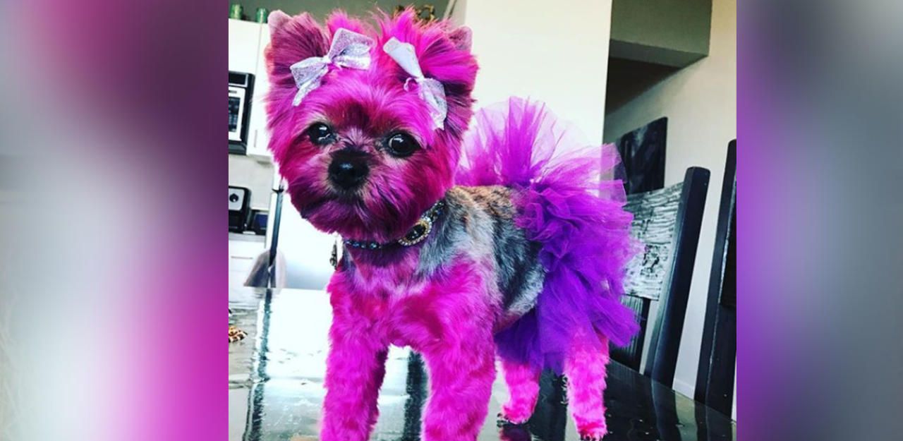 Heute.at - Frauchen macht Terrier Jewel zur Hunde-Barbie