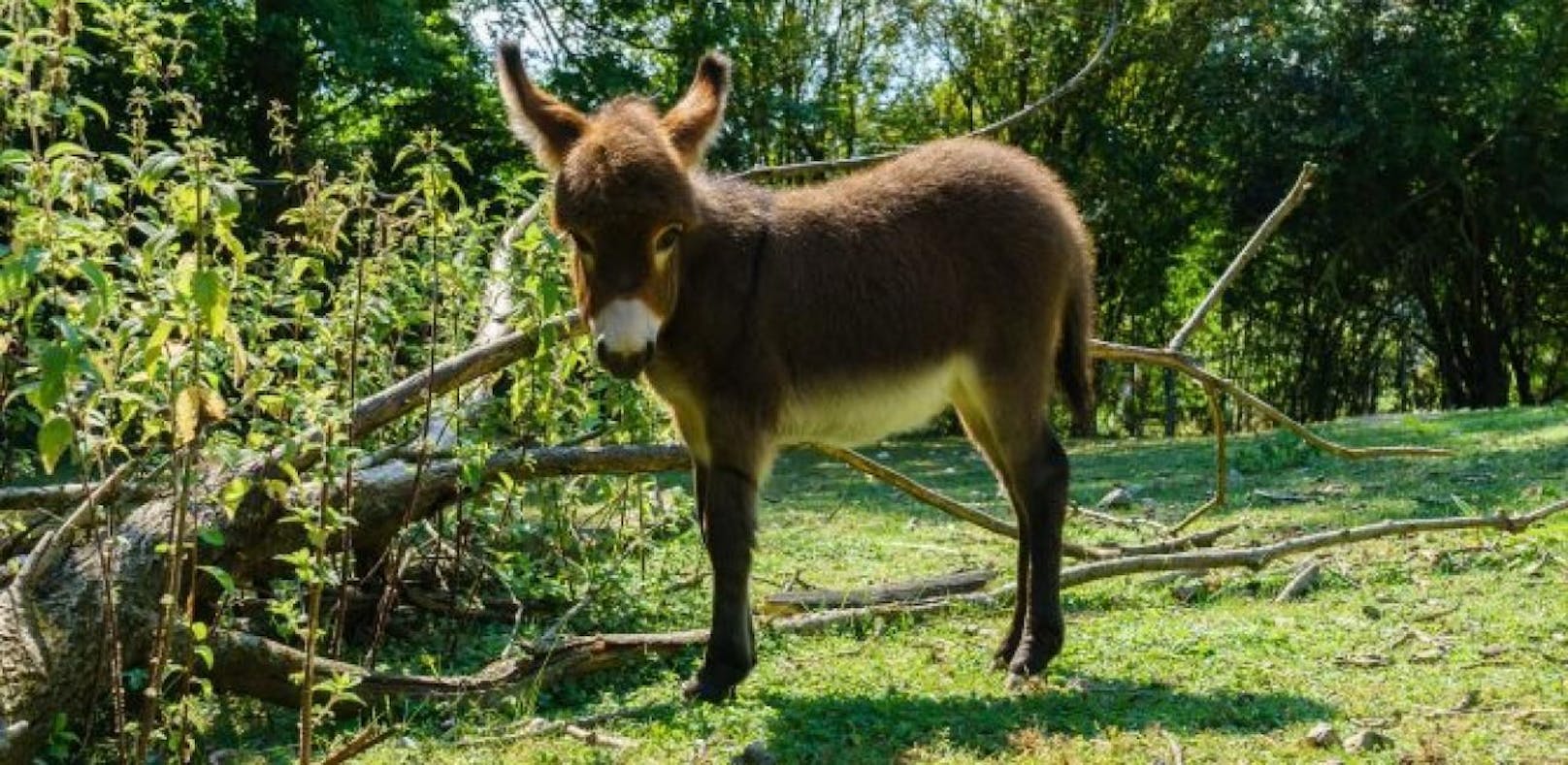 Zwergesel-Baby neuer Star im Zoo Schmiding