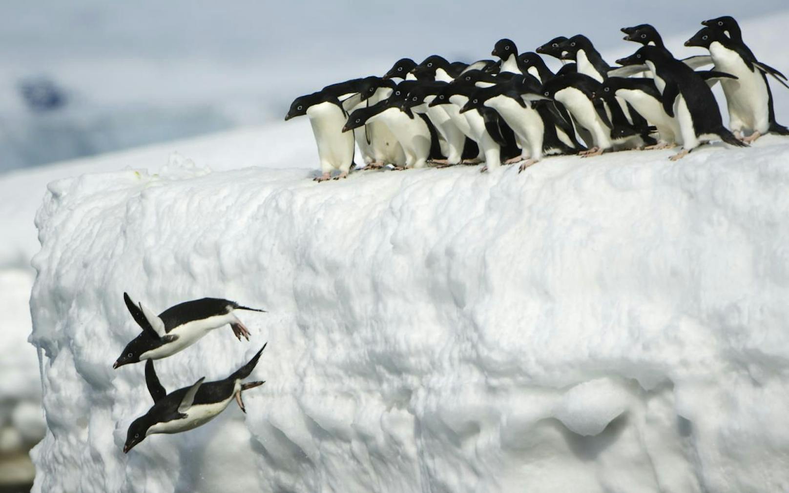 Fast 18.000 kleine Pinguine sind verhungert.