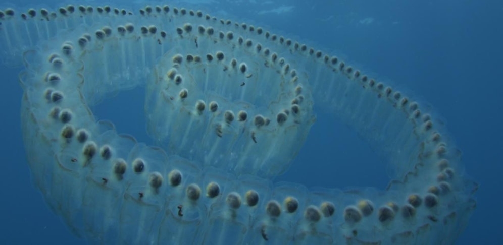 Azoren - Tanz um den Vulkan