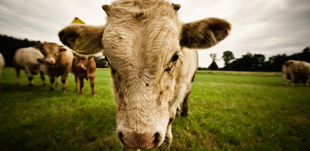 Der Stier attackierte den Mann und stieß ihn zu Boden
