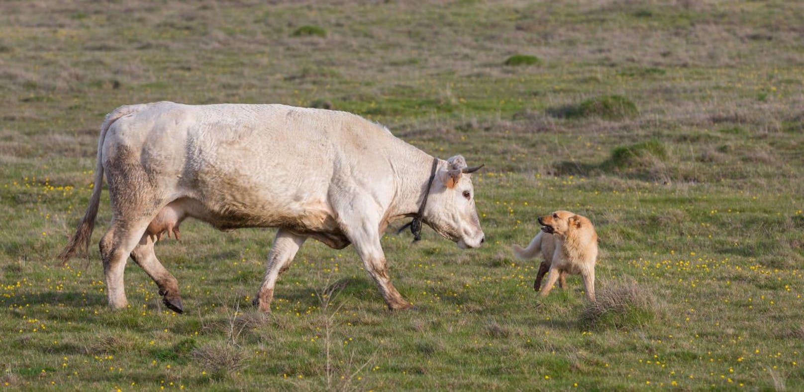 Kühe sehen in Hunden einen natürlichen Feind