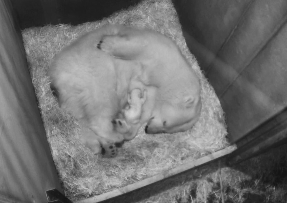 Das winzige Eisbären-Baby hat die Augen schon offen und kann schon ziemlich laut quietschen...