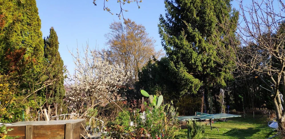 In Neulengbach scheint die Sonne und die Bäume blühen um die Wette.