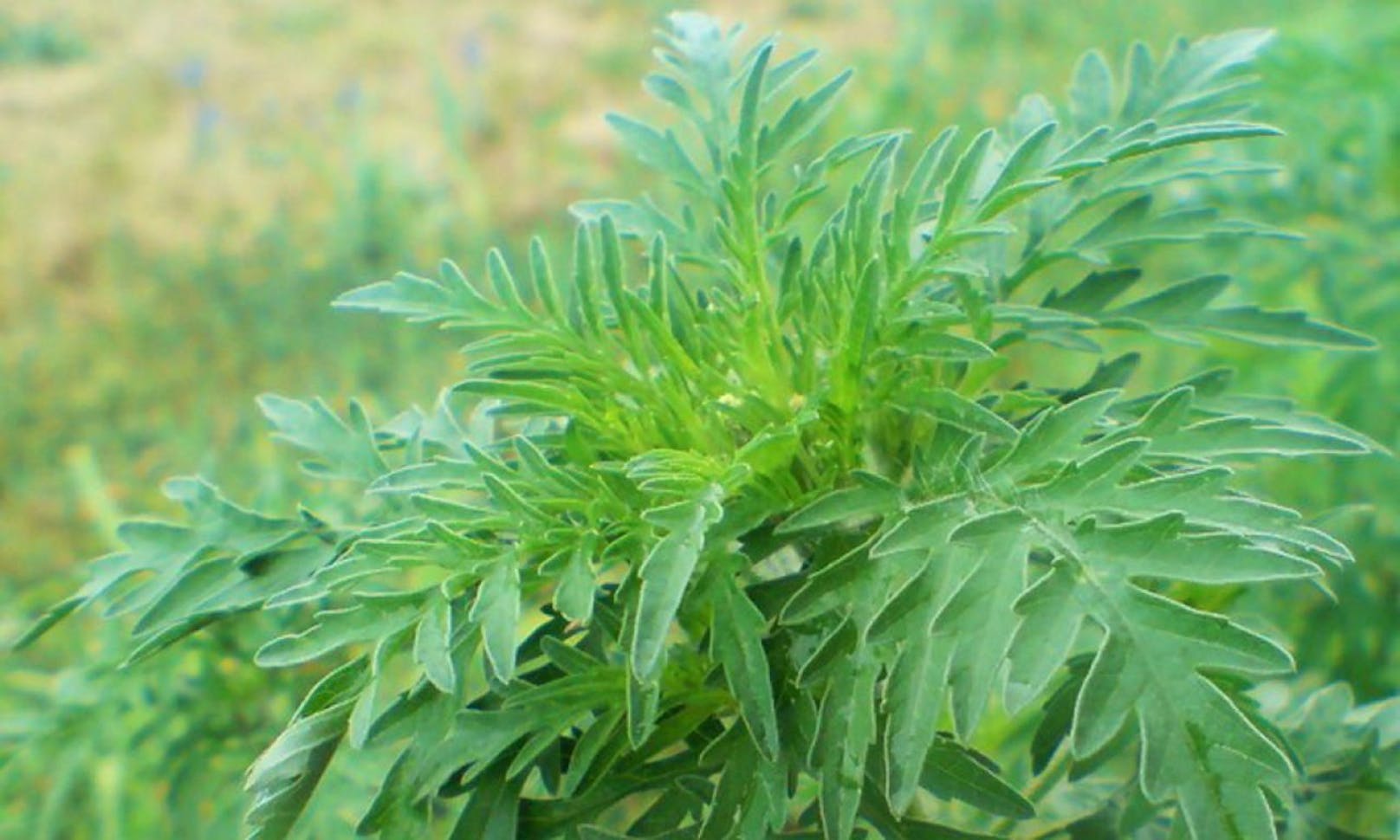Das Beifußblättrige Traubenkraut (Ambrosia artemisiifolia) wird auch Ambrosia, Beifuß-Ambrosie, Traubenkraut, Aufrechtes Traubenkraut, Wilder Hanf oder mit seiner englischen Bezeichnung Ragweed genannt.