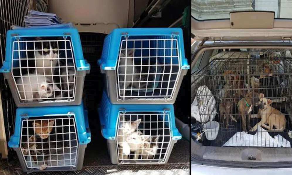 22 Tiere transportierte der Lenker.