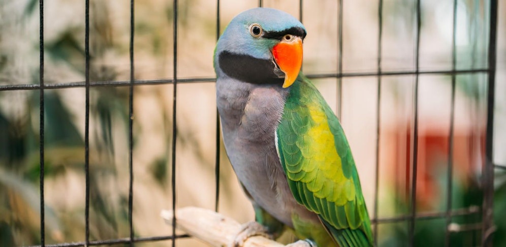 Acht Sittiche und 50 Tauben wurden in Schwechat gestohlen.