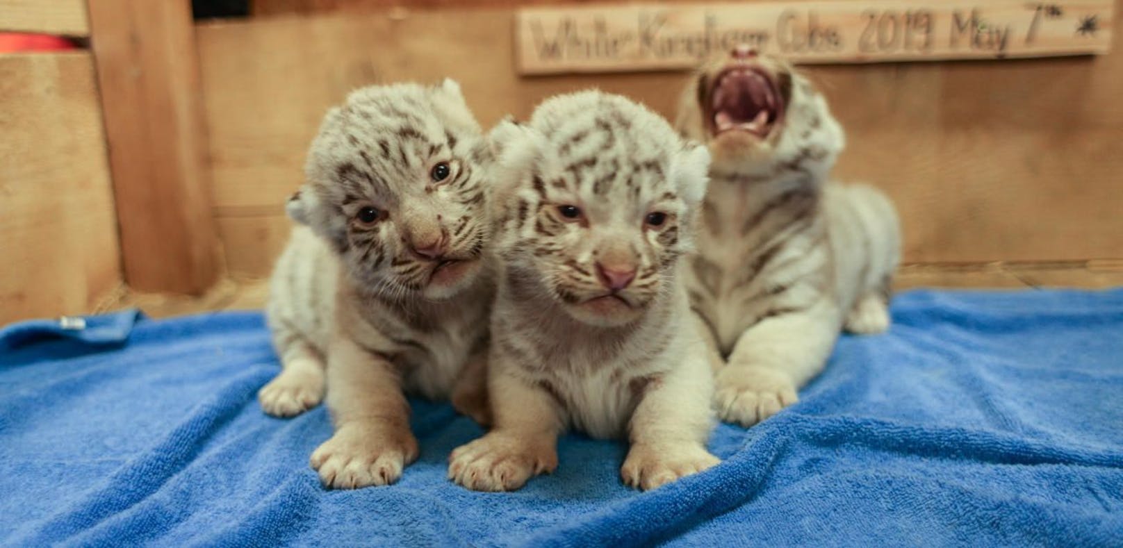 Sensation! 3 Tiger-Babys im Weißen Zoo Kernhof