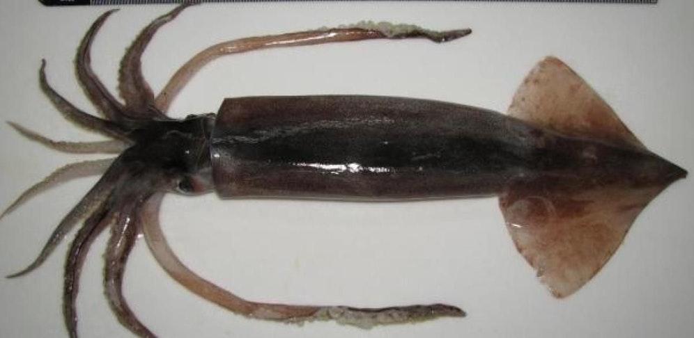 So sieht die Tintenfischart "Todarodes pacificus" in ausgewachsenem Zustand aus. Die Südkoreanerin verspeiste einen solchen. 