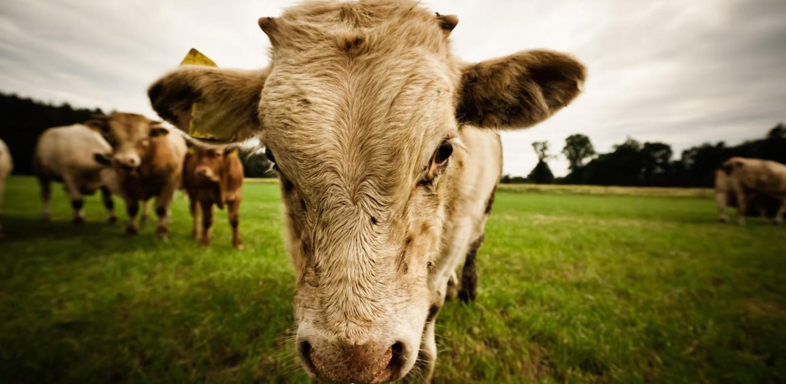 Ein wild gewordener Stier hat in der Oberpfalz einen Landwirt und dessen Vater getötet. 