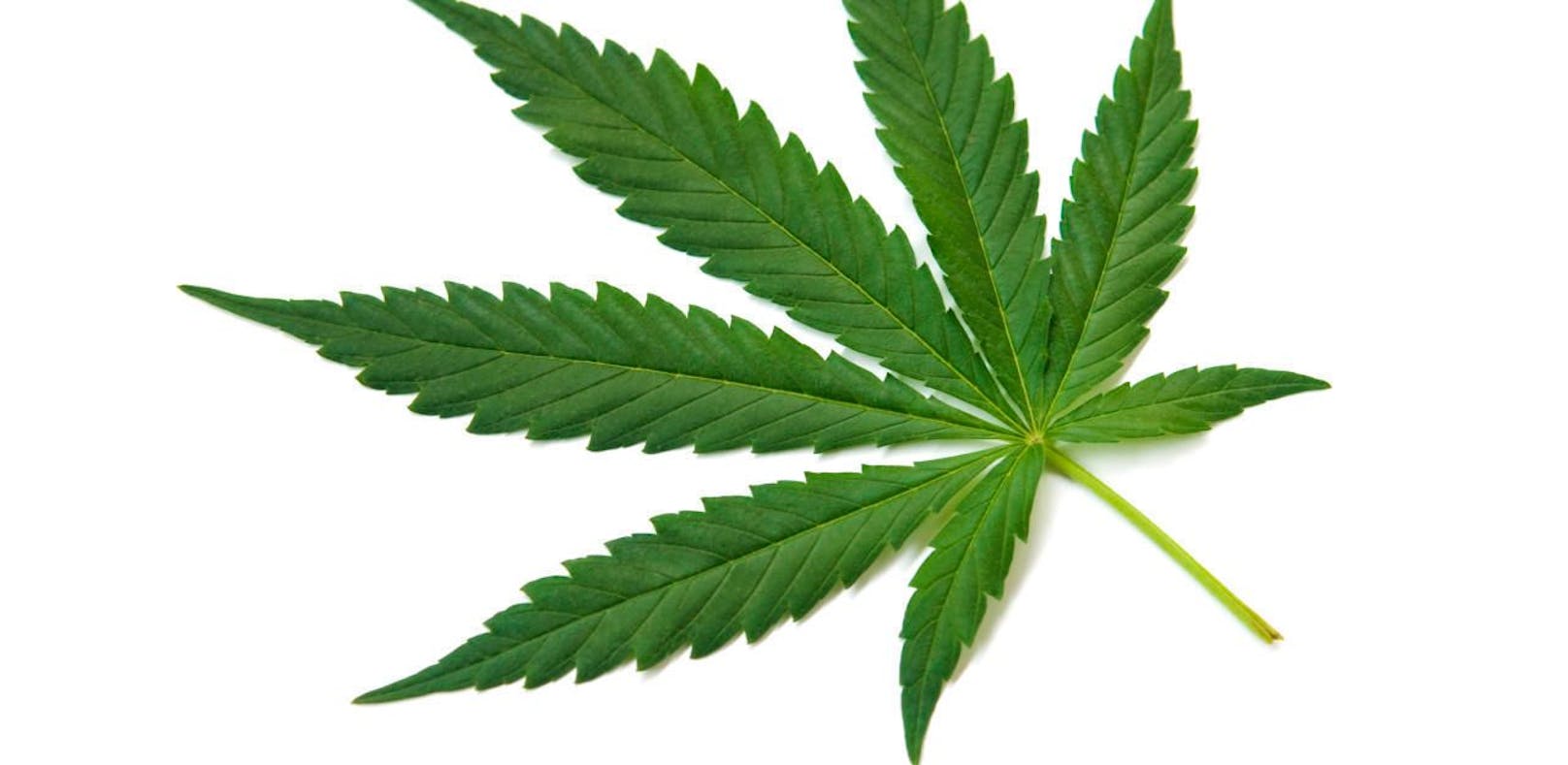 Cannabis und gefälschte 100er-Scheine wurden sichergestellt.