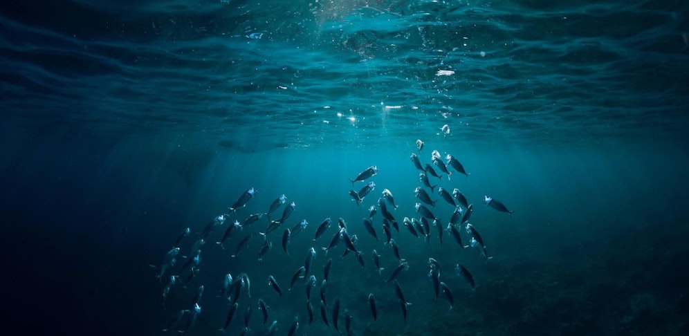 Die Weltnaturschutzunion (IUCN) hat am Samstag an der Weltklimakonferenz in Madrid ihren neuen Bericht vorgestellt.