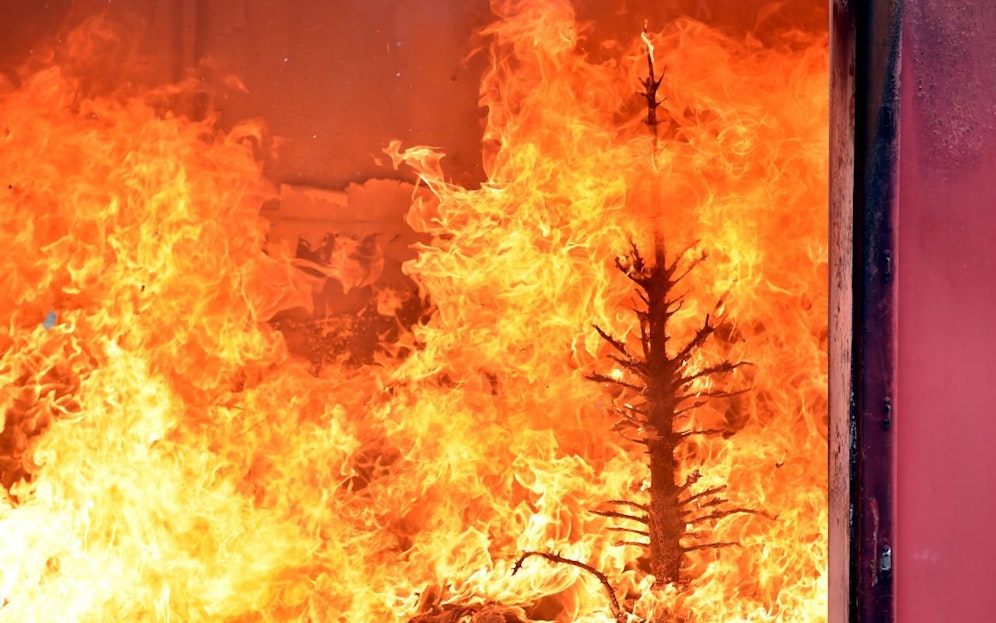 Trockene Nadeln wirken wie ein Brandbeschleuniger.