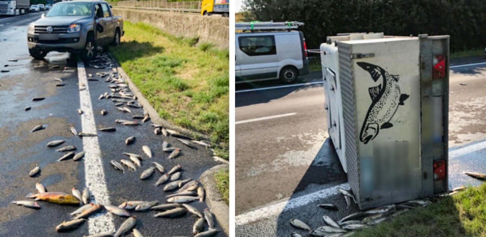 Bei einem Unfall im Innviertel in Oberösterreich starben 600 Fische. (Fotos: Autobahnpolizeiinspektion Ried im Innkreis)