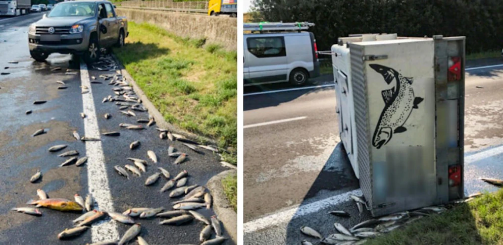 Bei einem Unfall im Innviertel in Oberösterreich starben 600 Fische. (Fotos: Autobahnpolizeiinspektion Ried im Innkreis)