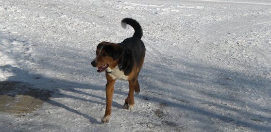 Hund "Alf" wurde erschossen.
