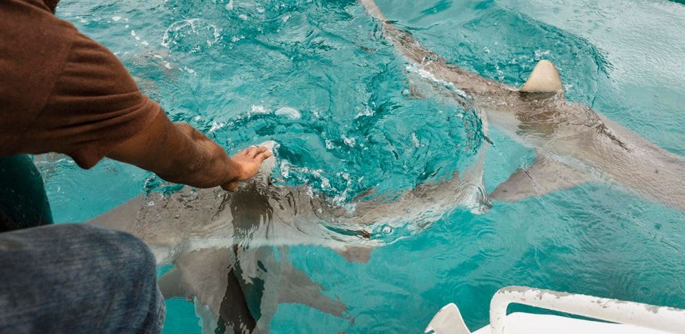 Die Frau wurde von einem Weißspitzenhai attackiert.