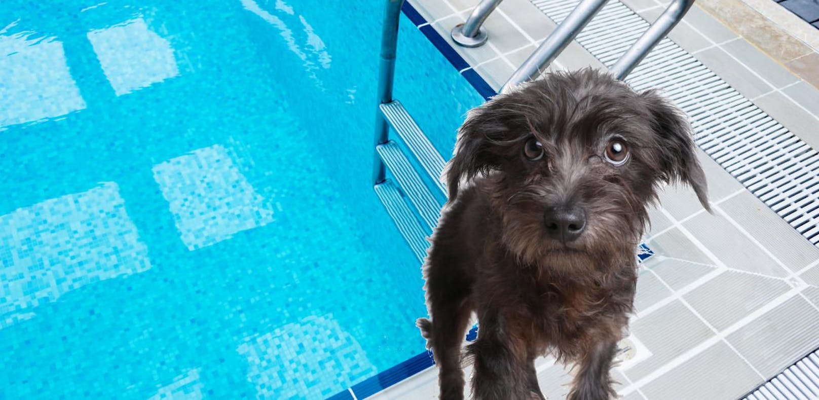 Entlaufener Hund ertrank in Swimming Pool