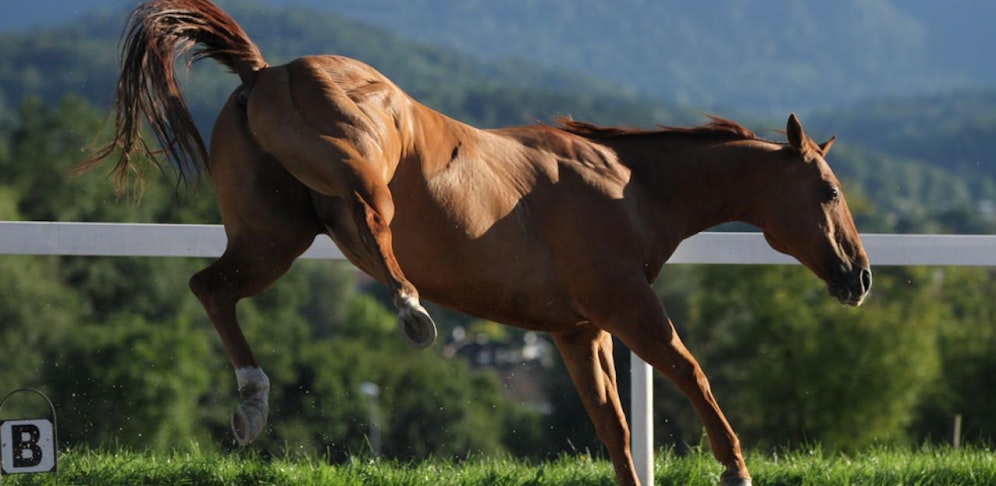 Das Pferd traf den Buben am Kopf (Symbolbild).