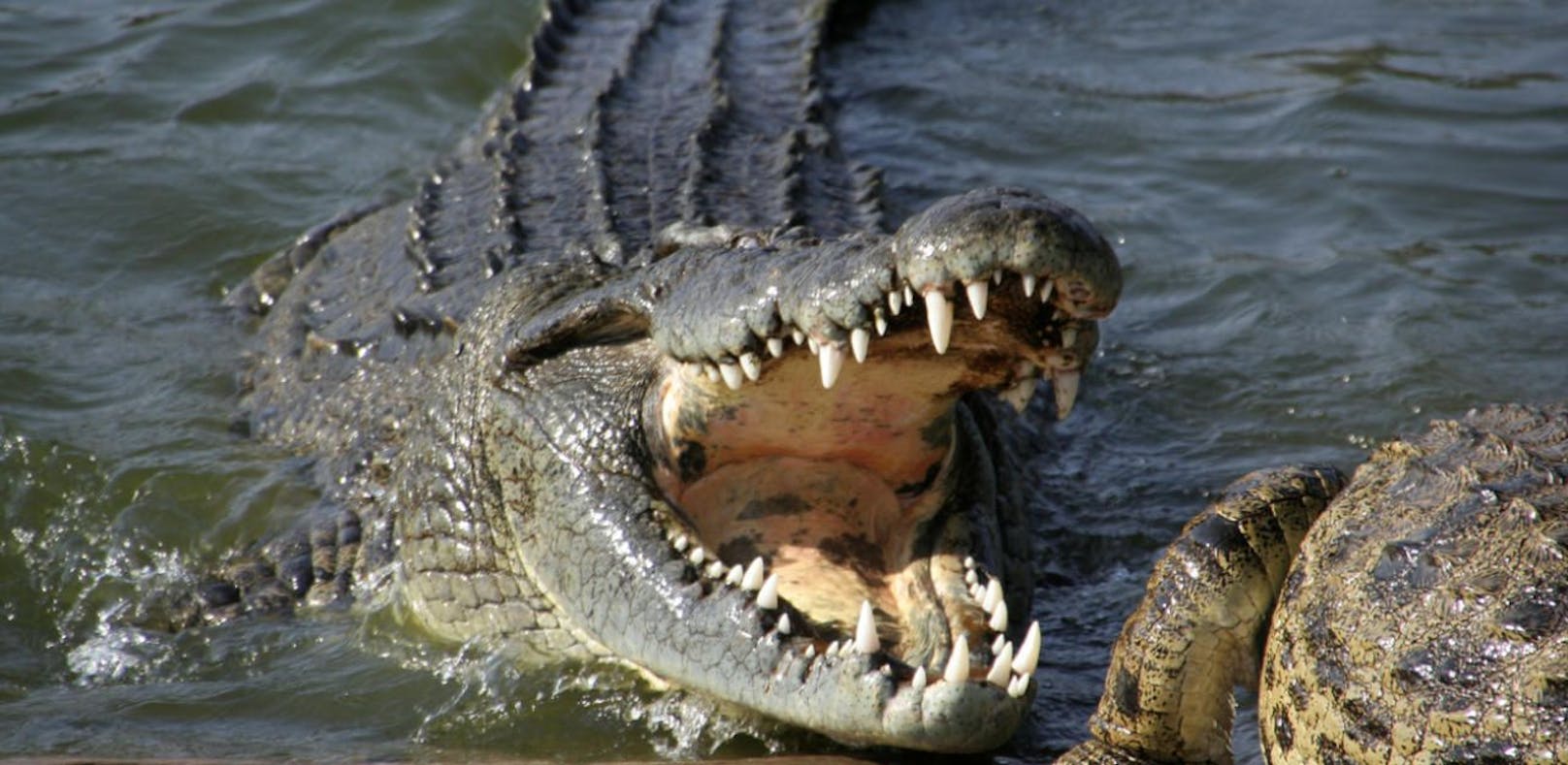 Krokodil attackiert Mann (23) im Hotelpool
