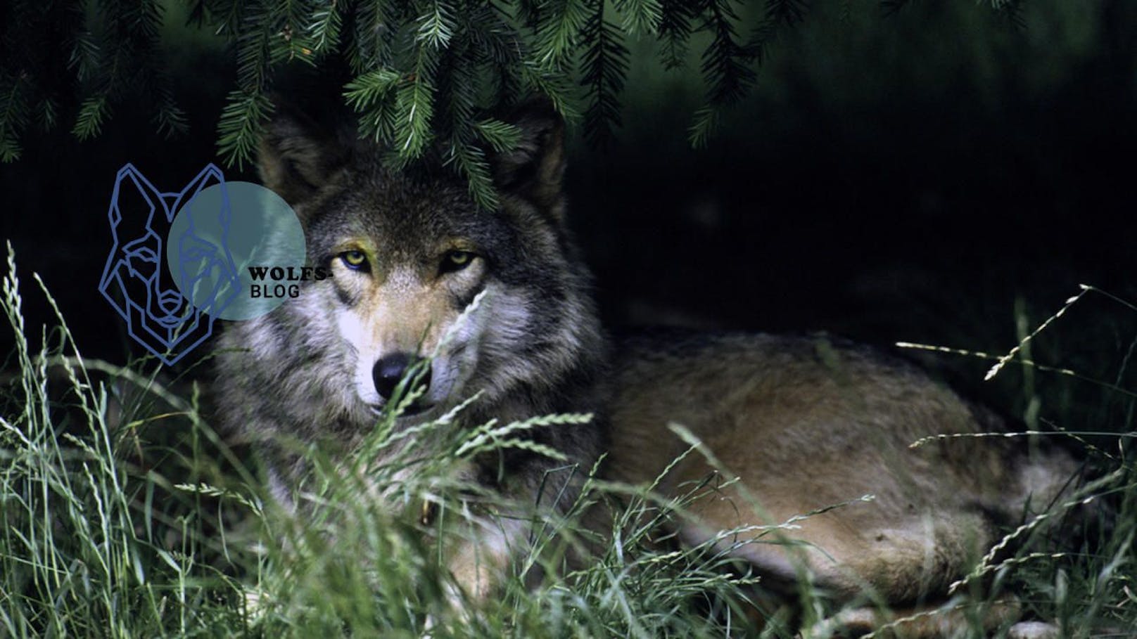 Wolfsexperte Kurt Kotrschal geht diese Woche der Frage auf den Grund, ob und wie gefährlich der Wolf für den Menschen ist. 