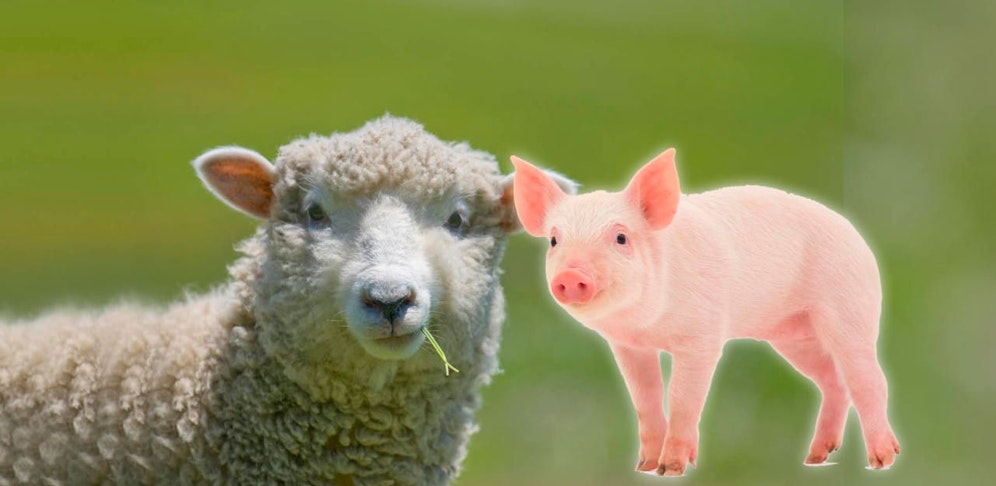 Zwei tote Lämmer wurden gefunden, ebenso wie ein im Mist kauerndes Ferkel.