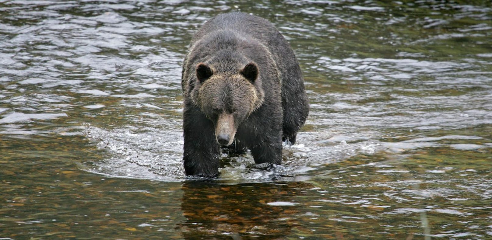 Aus Zoo ausgebrochen: Bär tötet Mann
