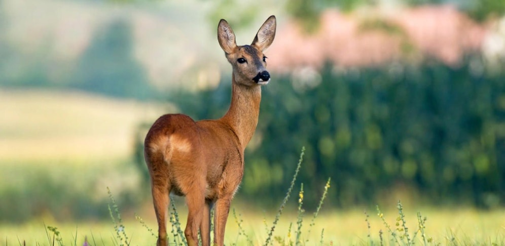 (Symbol) Beide Tiere blieben unverletzt und setzten ihren Weg unbeirrt fort.
