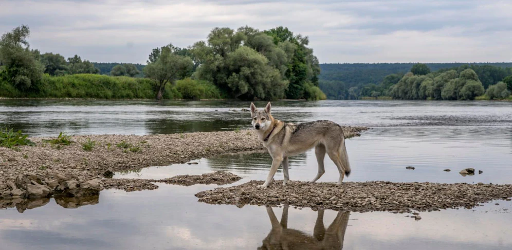 Die Wölfin wurde in einem See versenkt (Symbolbild).