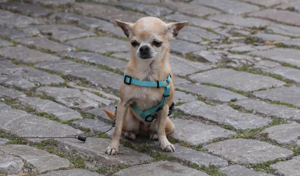 Der Chihuahua hatte keine Chance. (Symbolbild)