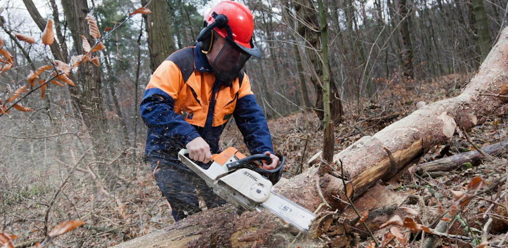 Der Mann sägte den Baum um und wurde von ihm getroffen
