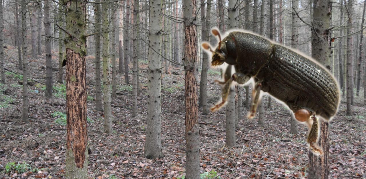Der Wald in Mistelbach muss gerodet werden. Zahlreiche Fichten und Kiefern sind vom Borkenkäfer befallen.