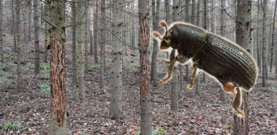 Wenn Fichten und Kiefern vom Borkenkäfer befallen sind, wie hier (2019) in Mistelbach, hilft meist nur großflächige Rodung.
