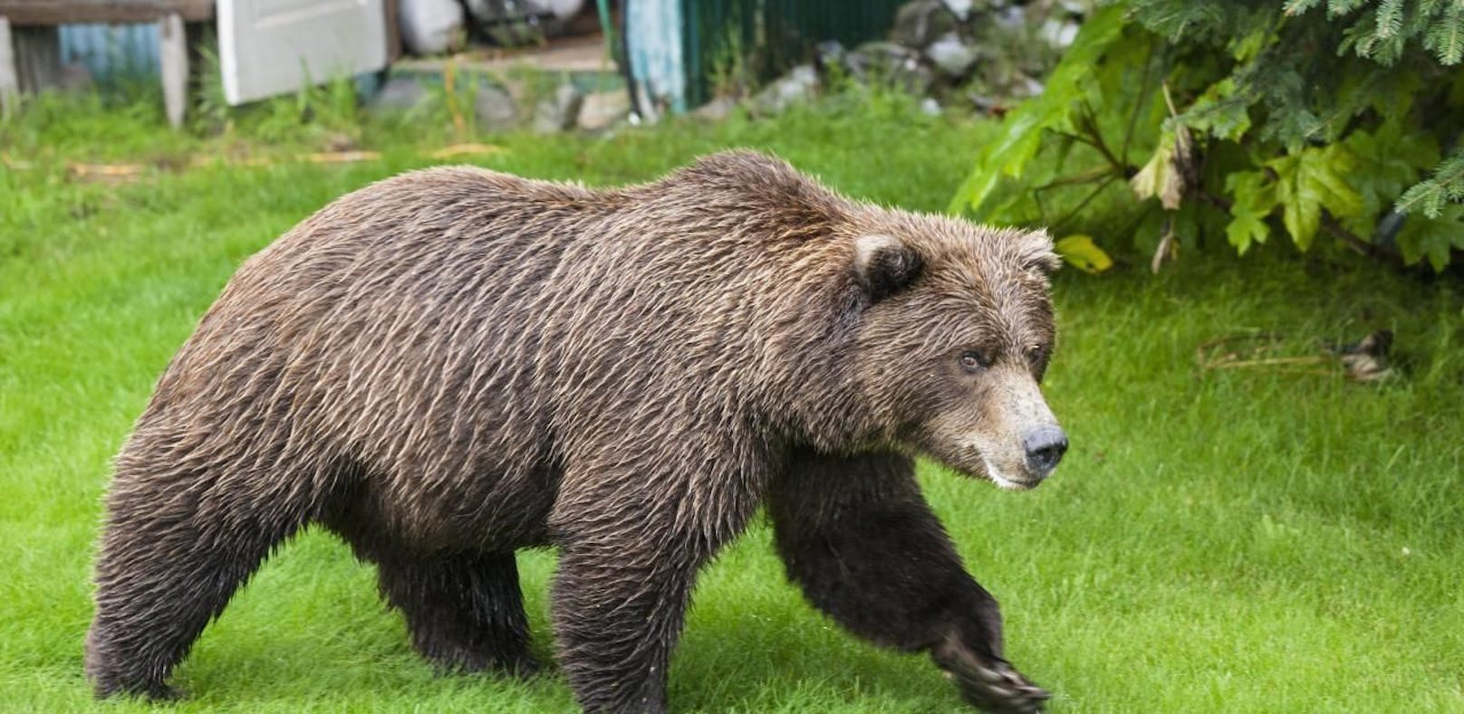 Bär fiel über fünfjähriges Mädchen her