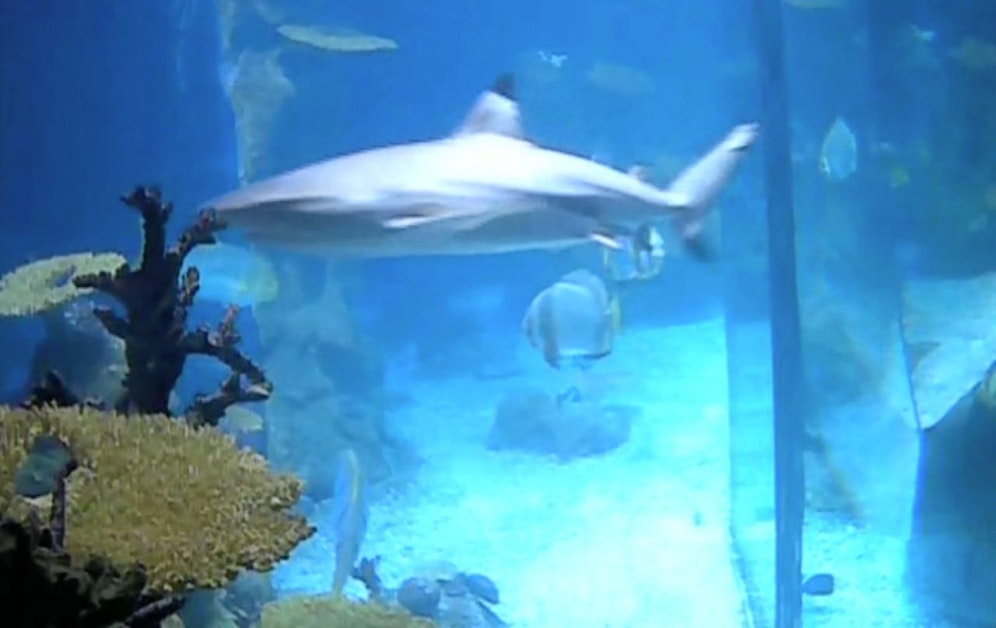 Live-Cam im Haibecken