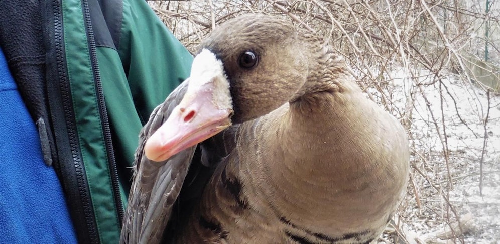 Verletzte Gans in Hohenau: Anzeige wurde erstattet.