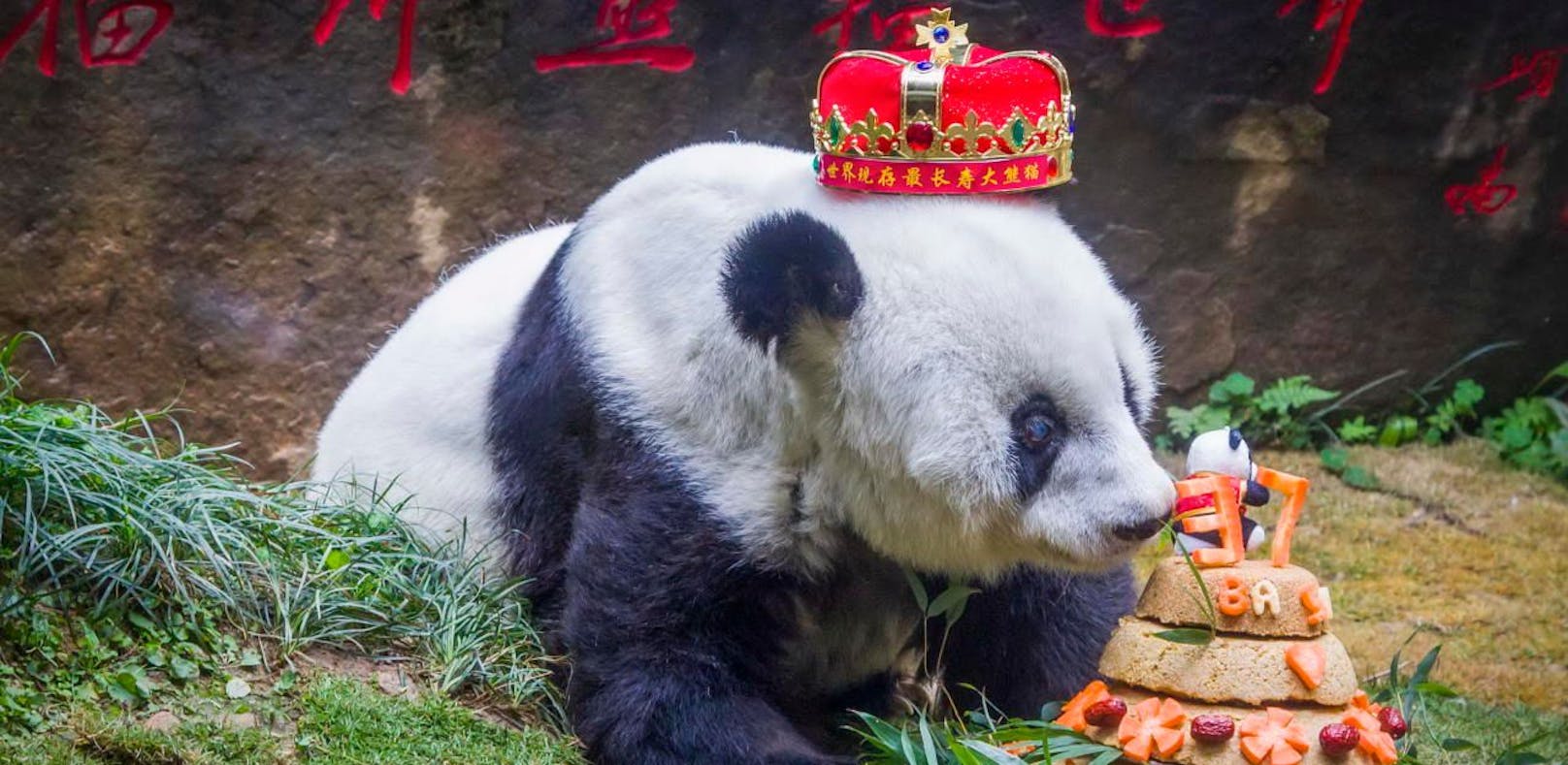 
 Basi starb im Alter von 37 Jahren im Panda-Zoo von Fuzhou.