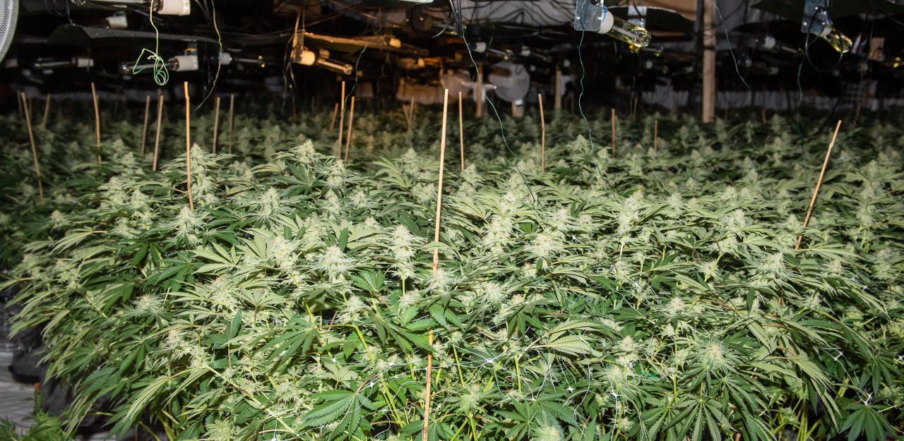 Heute.at - Soldaten bauen heimlich Cannabis in Kaserne an