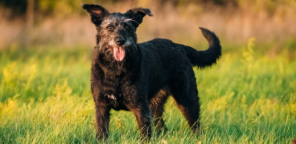 Freilaufender Hund fiel Mäderl an: Die Dreijährige musste operiert werden.