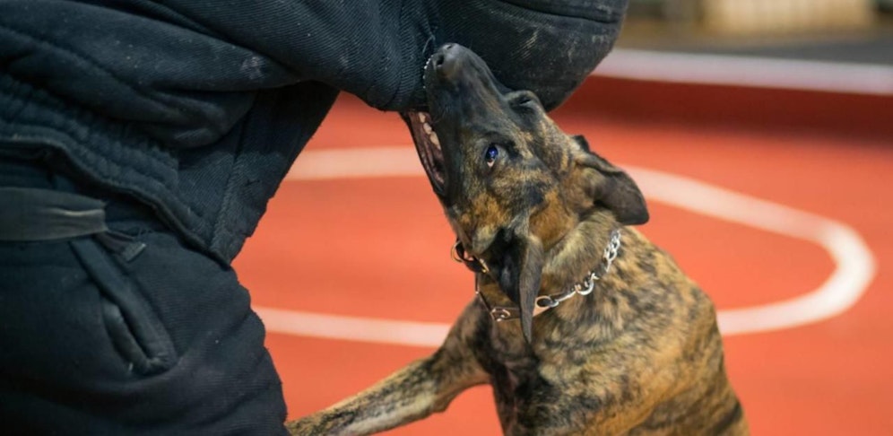 Dieser Hund ist nichts für schwache Nerven!