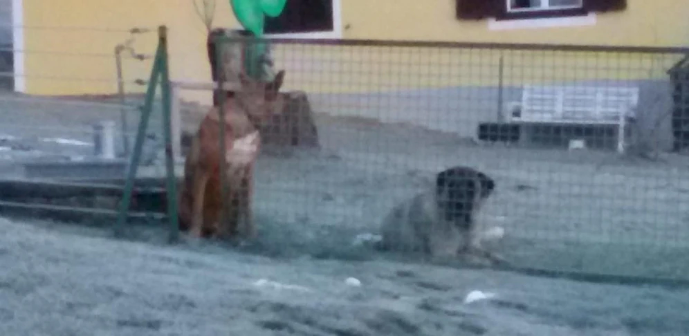 Die Polizei sucht mit diesem Foto nach dem Hundebesitzer.