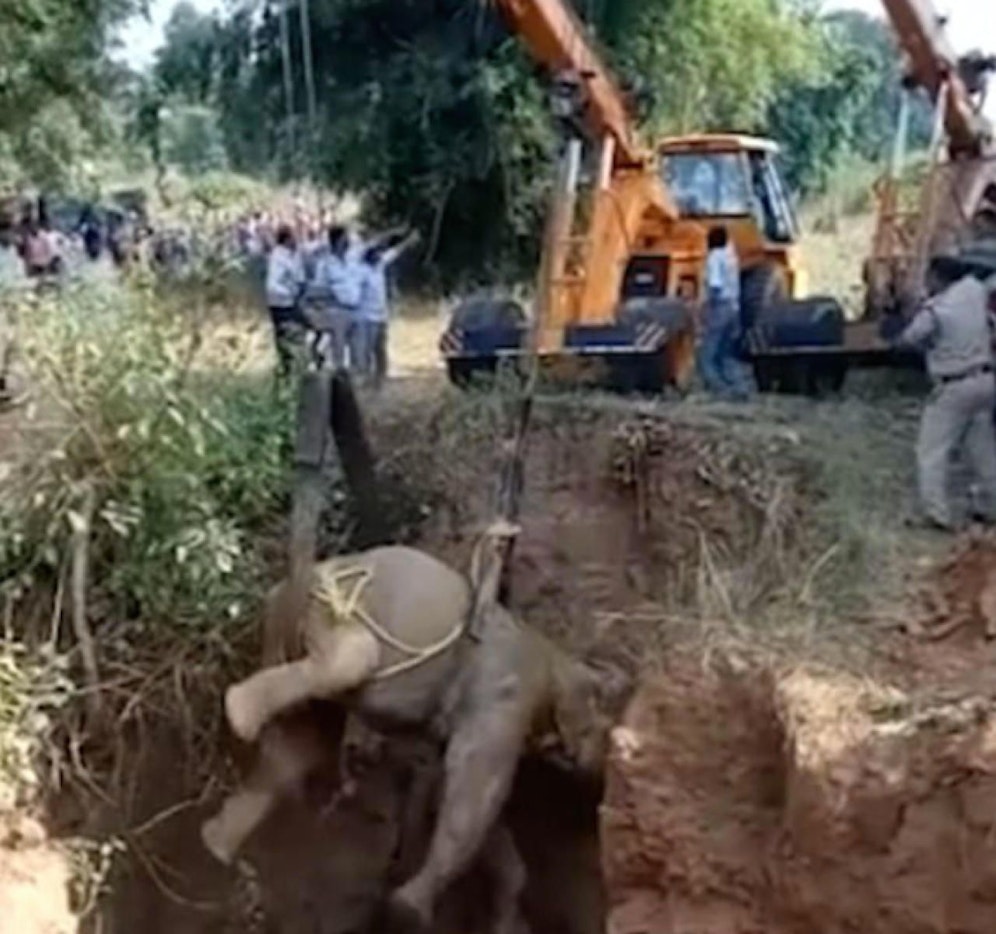 Mit vereinten Kräften: Nach 36 Stunden wird die verletzte Elefantendame befreit und mit zwei Kränen aus dem Schacht gezogen. 